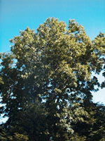 MSA FRAXINUS EXCELSIOR 50 ML - Farmadott.it